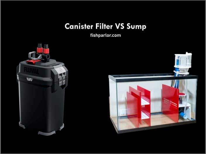 Canister Filter VS Sump