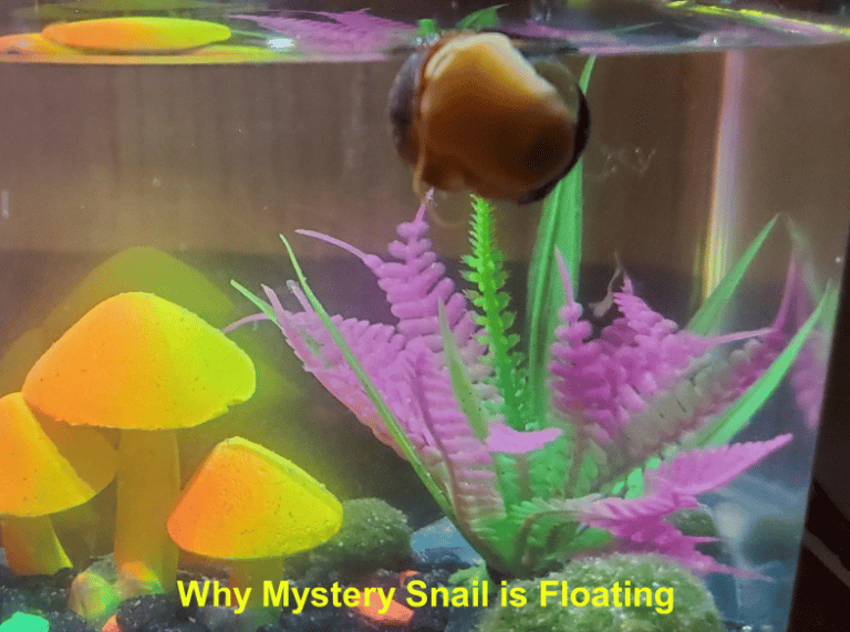 Mystery snail floating