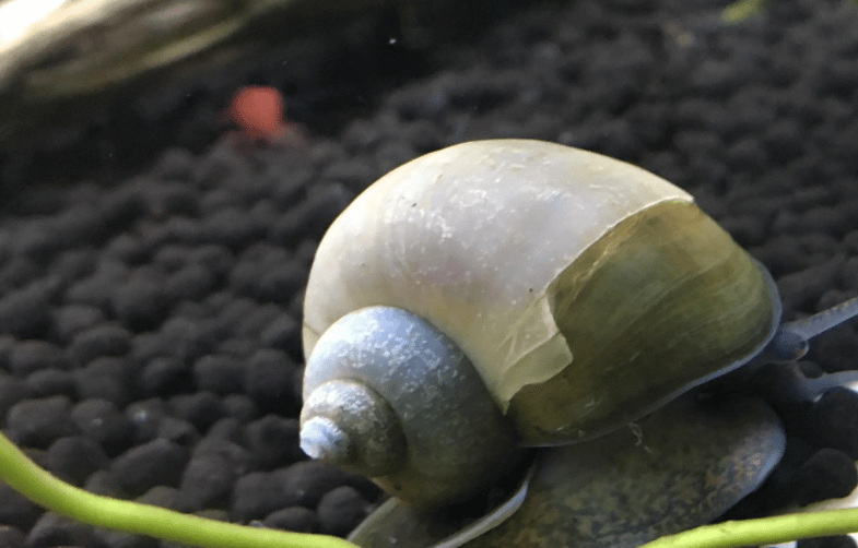A peeled or broken mystery snail shell