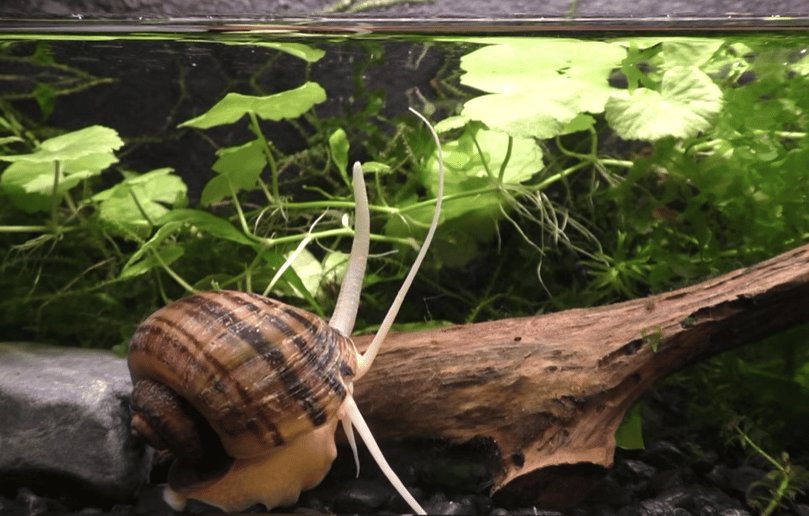 You can keep one to two mystery snails per 5 gallons of water.
