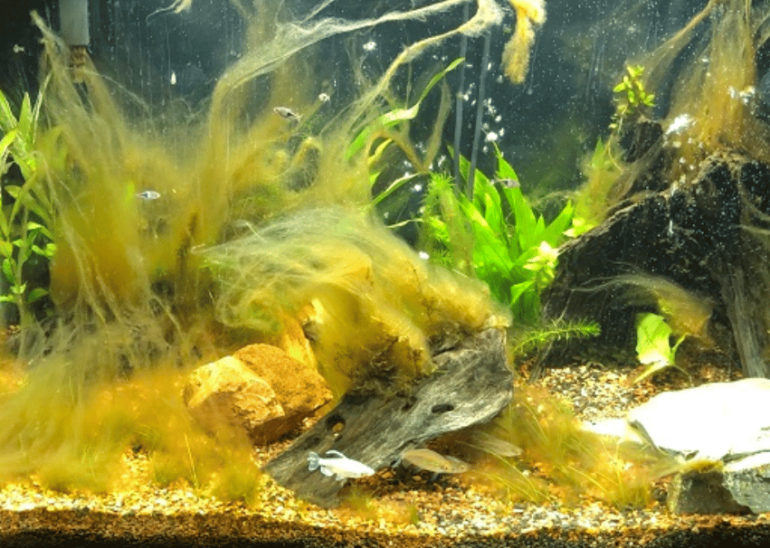Brown algae in fish tank