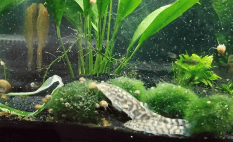 Loaches eating snails