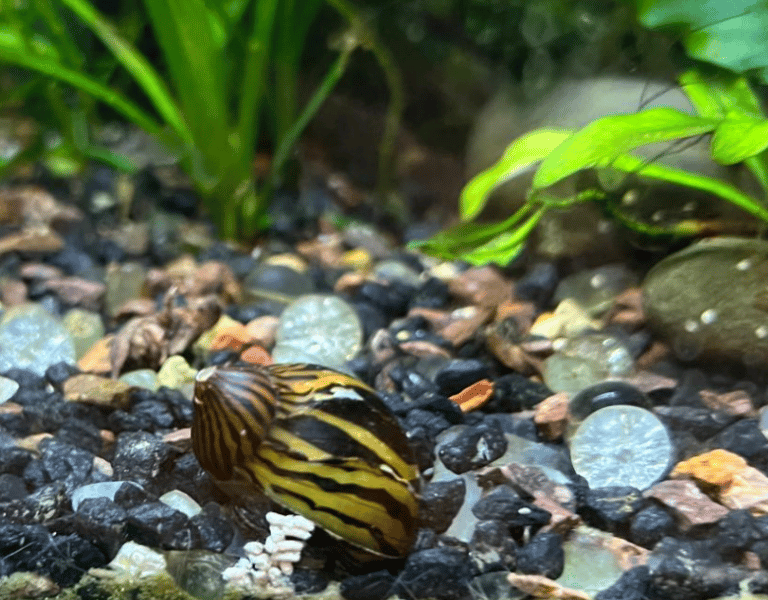 Nerite snail burrowing
