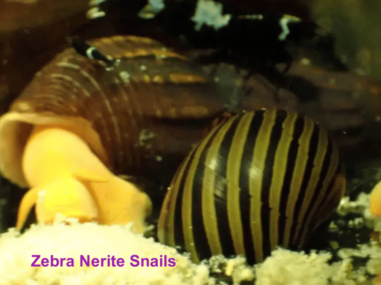 Zebra Nerite snails