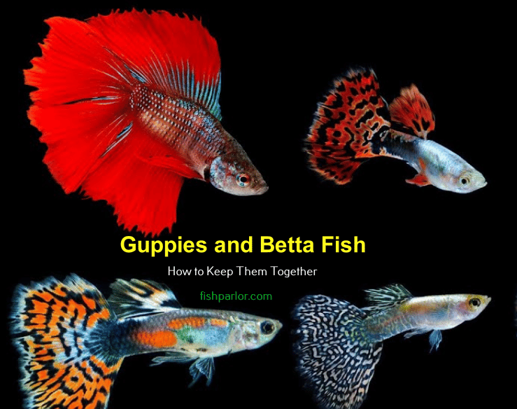 Can betta fish live with guppies