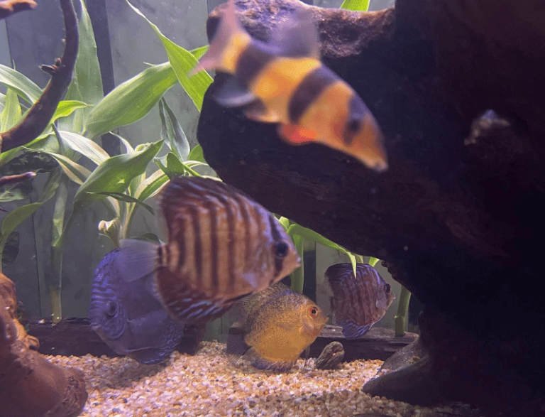 Keeping Tiger Barbs with Discus