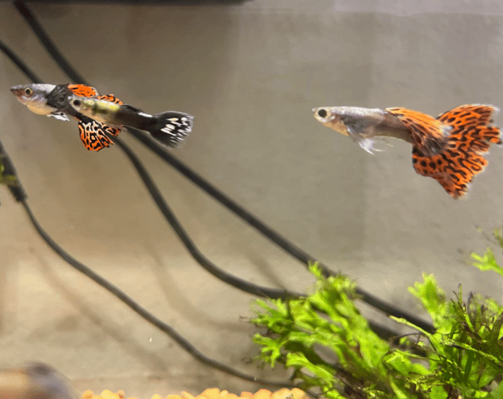 Guppies swimming on top of tank