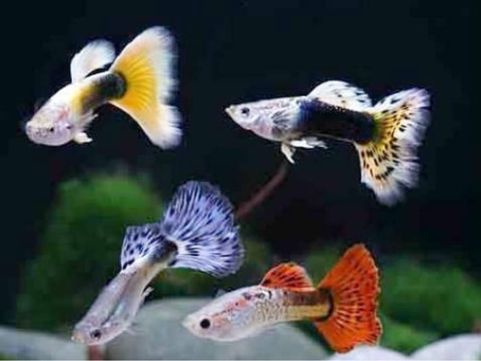 How Many Male Guppies Should be Kept Together?