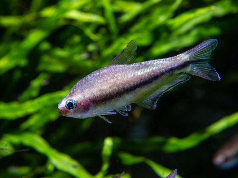 Rainbow tetra fish.