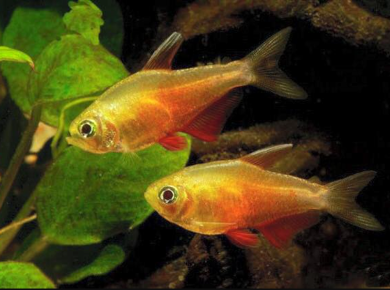 Flame Tetra Care Guide: Diet, Breeding, and Tank Size