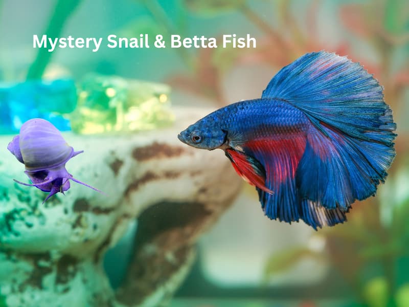 Mystery Snail & Betta