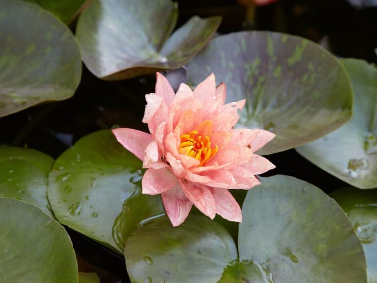 Can you Plant Water Lily in an Aquarium? Benefits + Care Tips