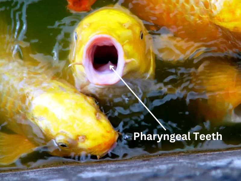 Koi fish pharyngeal teeth