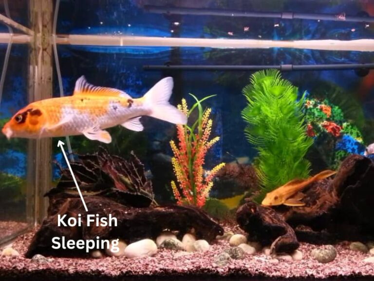 Do Koi Fish Sleep? (When & For How Long?)