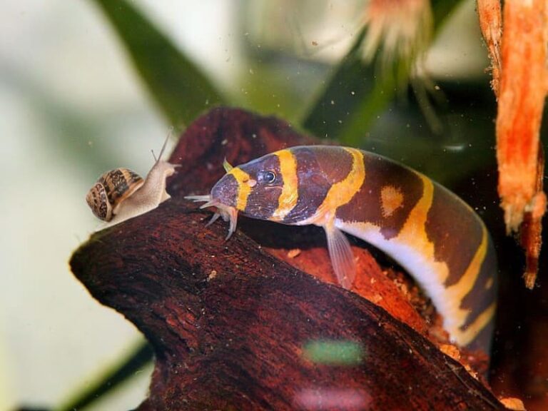 Do Kuhli Loaches Eat Snails? + Benefits & Risks