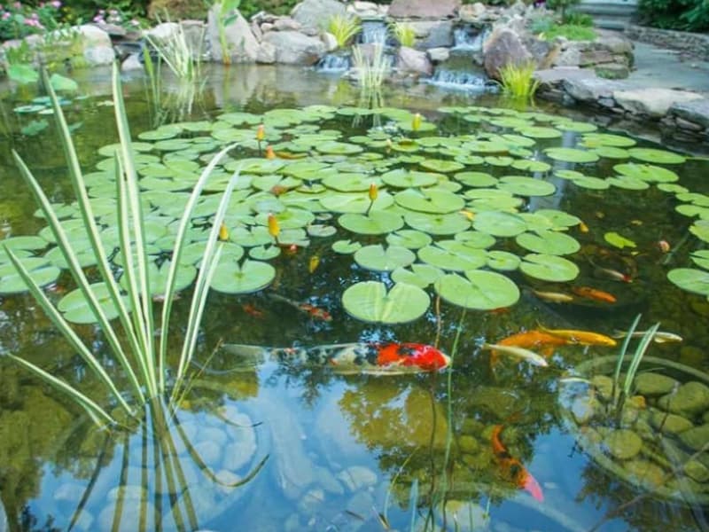 A clear koi pond