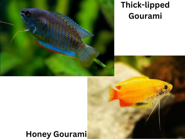 Thick-Lipped Gourami vs Honey Gourami: Main Differences